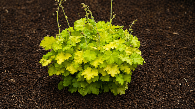 Heuchera 'lemon love' - heuchera - Heuchera 'Lemon Love' - heuchera 2