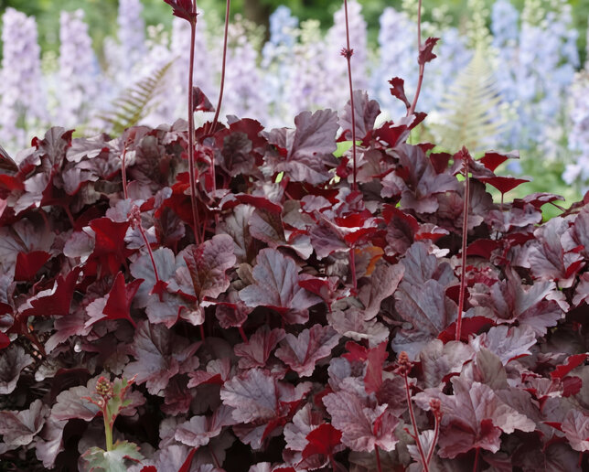 Heuchera 'obsidian' - heuchera - Heuchera 'Obsidian'