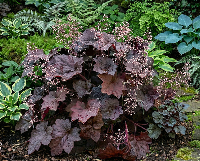 Heuchera 'palace purple' - heuchera - Heuchera 'Palace Purple'