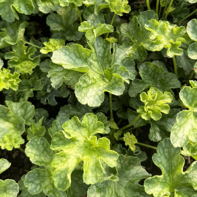 Heuchera 'winterberry' - heuchera - Heuchera 'Winterberry'