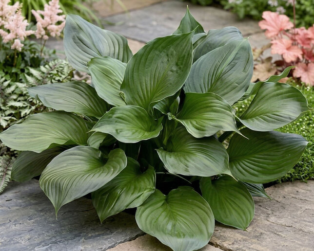 Hosta 'black onyx' - funkia - Hosta 'Black Onyx' 