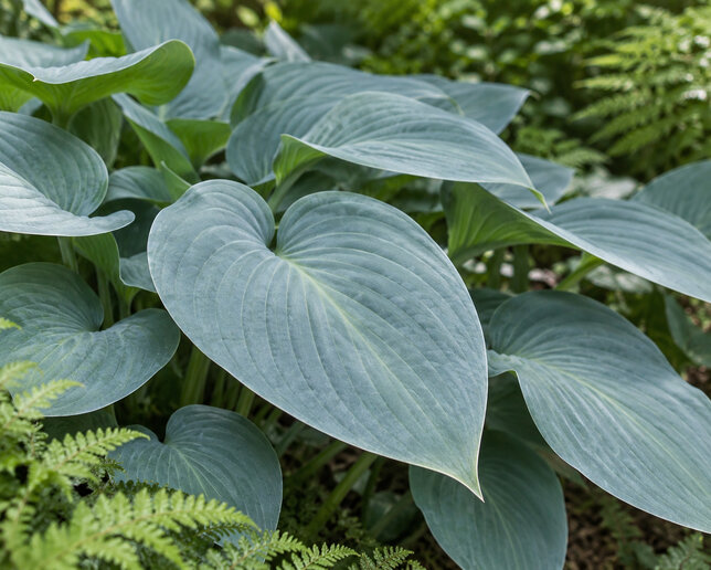 Hosta 'halcyon' - funkia - Hosta 'Halcyon' detail listu 