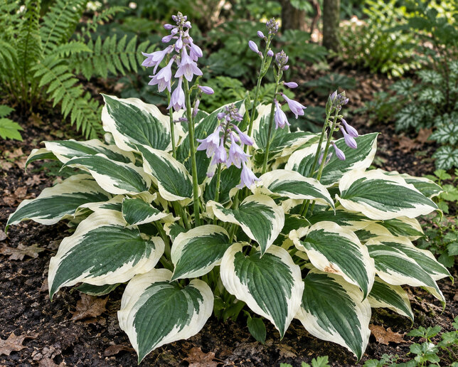 Hosta 'patriot' - funkia - Hosta 'Patriot' 