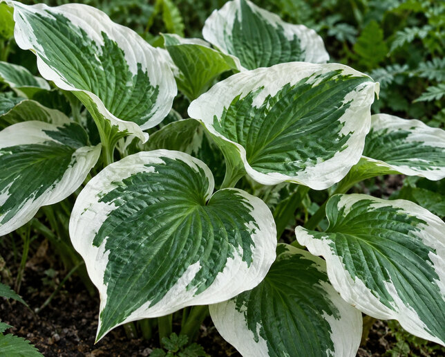 Hosta 'patriot' - funkia - Hosta 'Patriot'  1