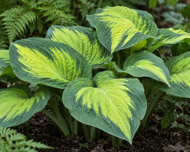 Hosta 'paul's glory' - funkia - Hosta 'Paul's Glory' detail listu