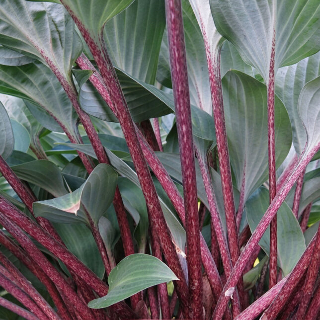 Hosta 'red cadet' - funkia - Hosta 'Red Cadet' 