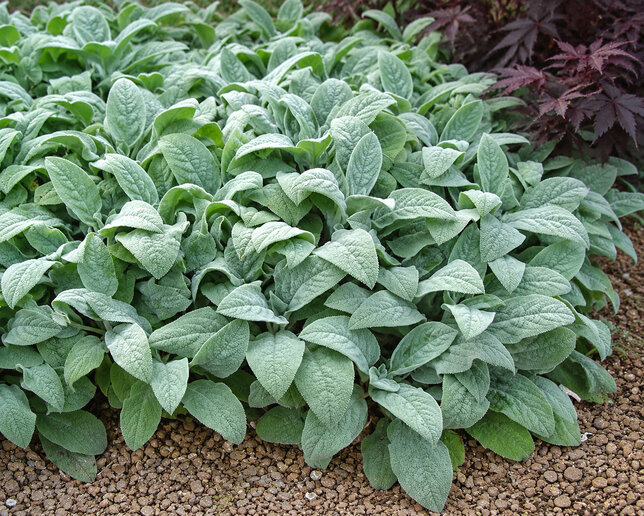 Stachys 'big ears' - čistec - Stachys 'Big Ears' 