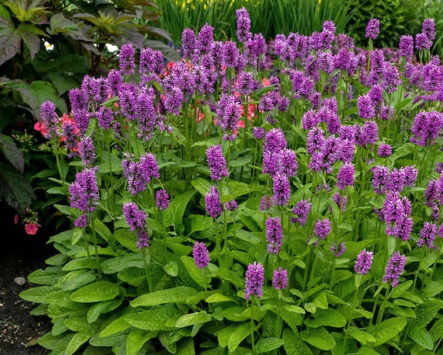Stachys 'hummelo' - čistec - Stachys 'Hummelo'