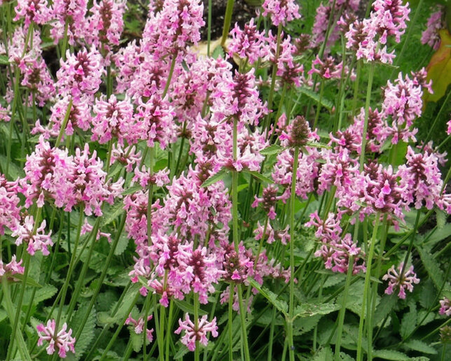 Stachys 'pink cotton candy' - čistec - Stachys 'Pink Cotton Candy' 