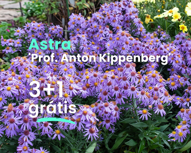 Astra 'prof. anton kippenberg' 3+1 grátis - Aster Profesor