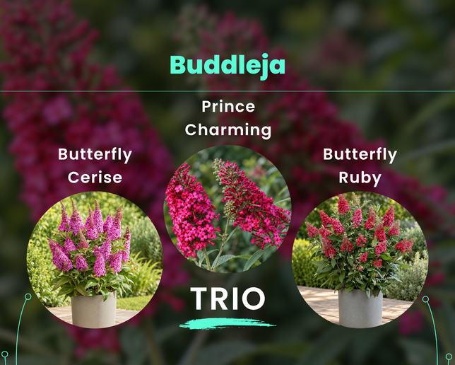 Budleja trio - Budleja trio