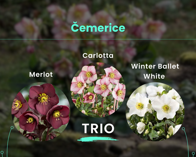 Čemerice trio - Čemerice TRIO