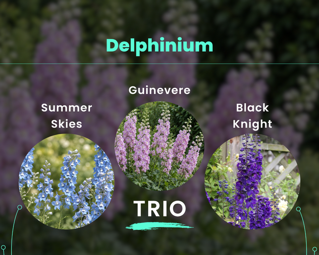 Delphinium trio - Delphinium TRIO