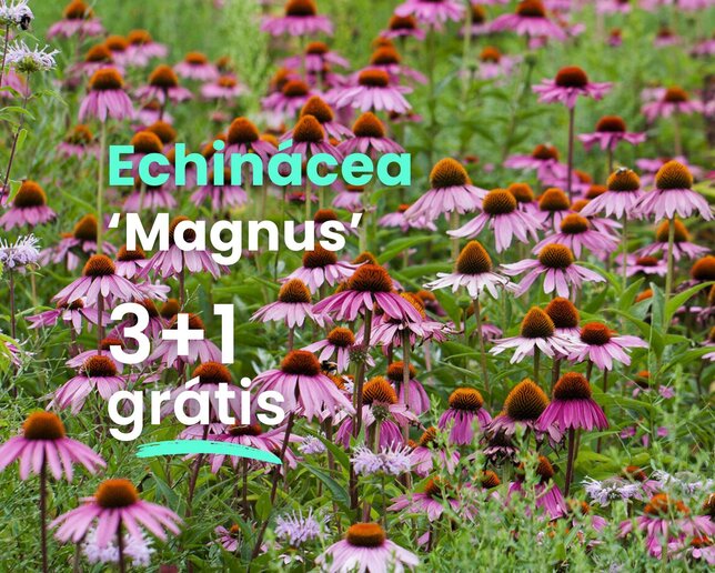Echinácea 'magnus' 3+1 grátis - Echinacea