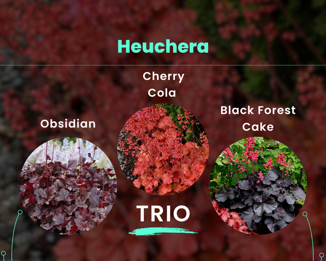 Heuchera trio - Heuchera TRIO