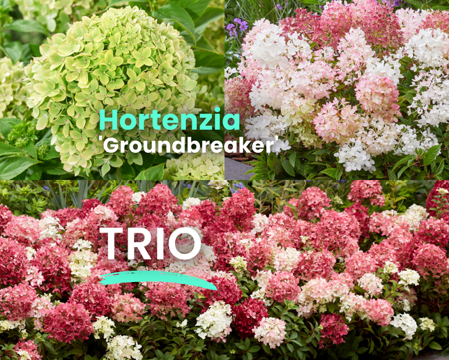 Hortenzia 'groundbreaker' trio - Balíky web Poni Veni (1080 x 1080 пикс.)