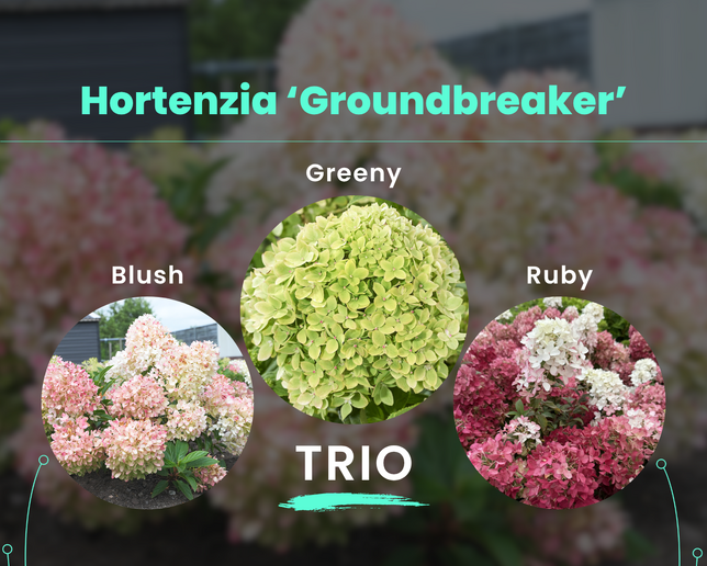 Hortenzia 'groundbreaker' trio - Groundbreaker