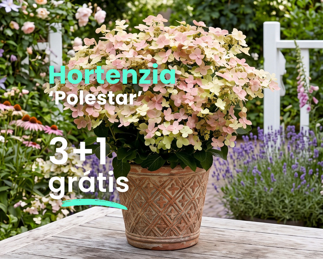Hortenzia 'polestar' 3+1 grátis - Hydrangea Polestar