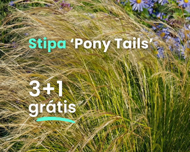 Kavyľ 'pony tails' 3+1 grátis - Stipa (1)