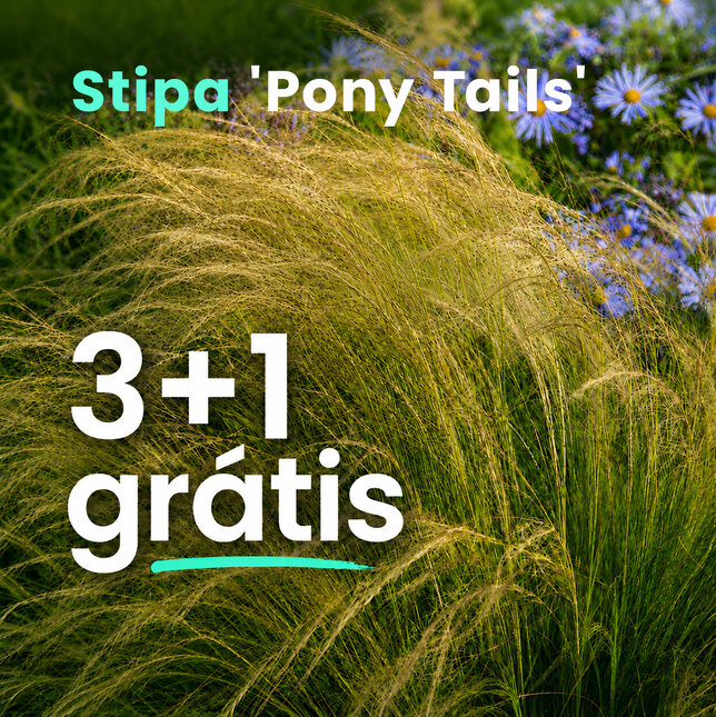 Kavyľ 'pony tails' 3+1 grátis - Stipa ver 2