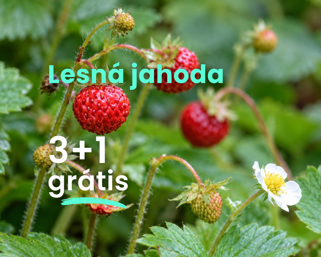 Lesná jahoda  3+1 grátis - Lesna jahoda