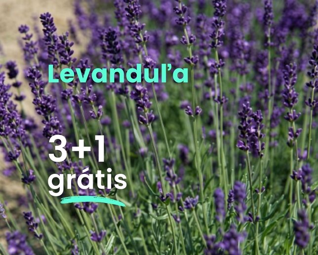 Levanduľa 3+1 grátis - Levandula 3 a 1