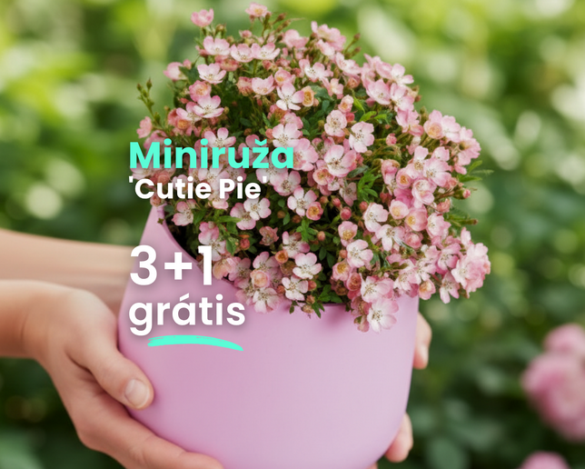 Miniruža 'cutie pie' 3+1 grátis - Balíky web Poni Veni (1080 x 1080 пикс.) - 25