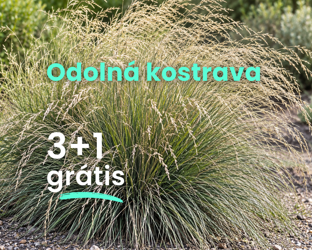 Odolná kostrava  3+1 grátis - Festuca meirei