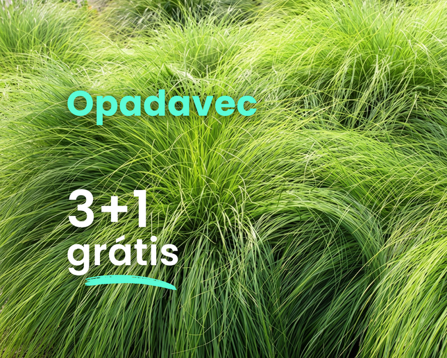 Opadavec 3+1 grátis - Sporobolus