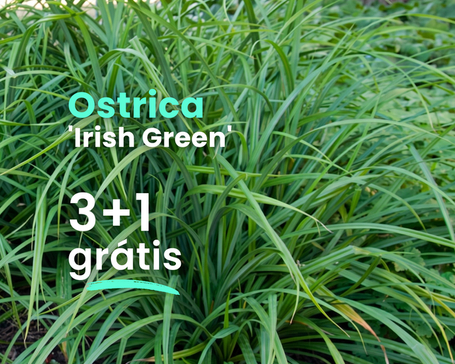 Ostrica 'irish green' 3+1 grátis - Carex Irish Green
