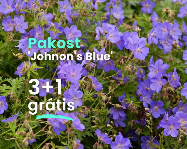 Pakost 'johnon's blue' 3+1 grátis - Johnson Blue