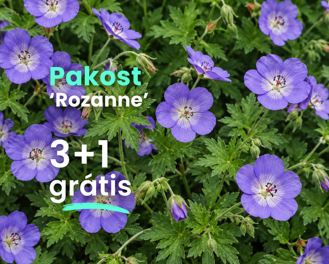 Pakost 'rozanne' 3+1 grátis - Pakost Rozanne