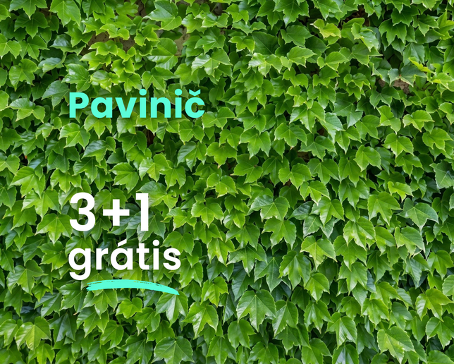 Pavinič  3+1 grátis - Pavinič
