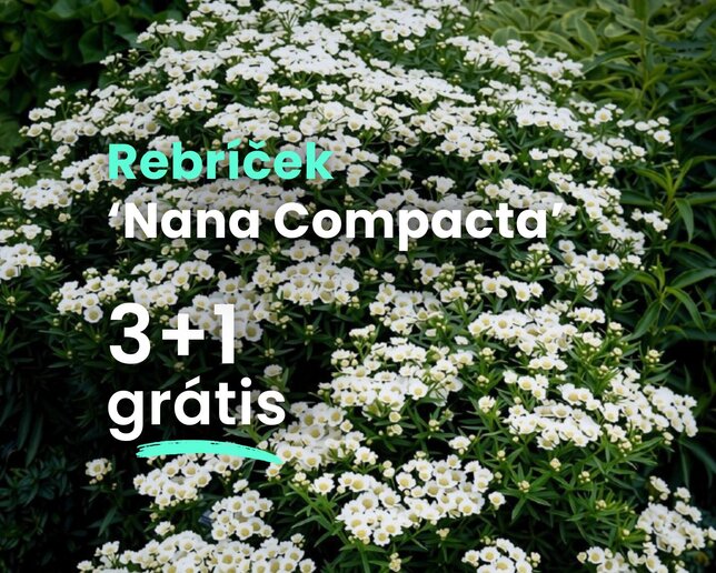 Rebríček 'nana compacta' - Rebricek