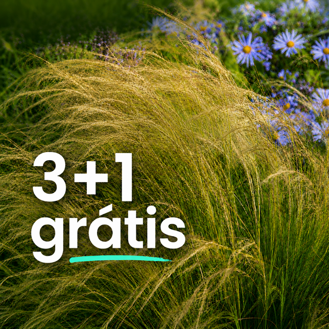 Stipa 'pony tails' 3+1 grátis - Stipa 3 a1