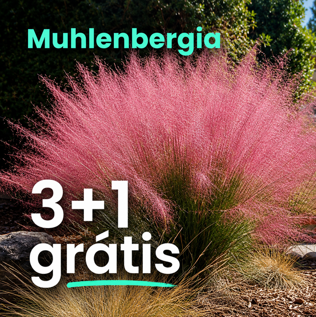 Texaská tráva 3+1 grátis - Muhlenbergia