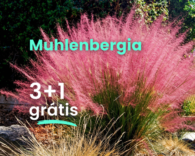 Texaská tráva 3+1 grátis - Muhlenbergia capillaris