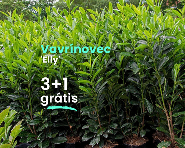 Vavrínovec 'elly' 3+1 grátis - Balíky web Poni Veni (1080 x 1080 пикс.) - 24