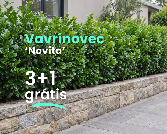 Vavrínovec 'novita' 3+1 grátis - Vavrinovec Novita