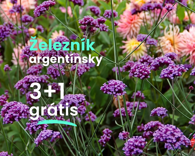 Železník argentínsky 3+1 grátis - Verbena bonariensis