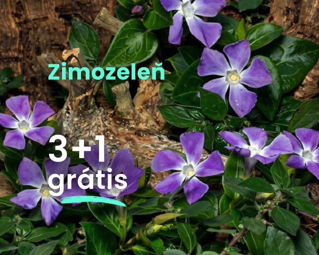 Zimozeleň  3+1 grátis - Zimozelen