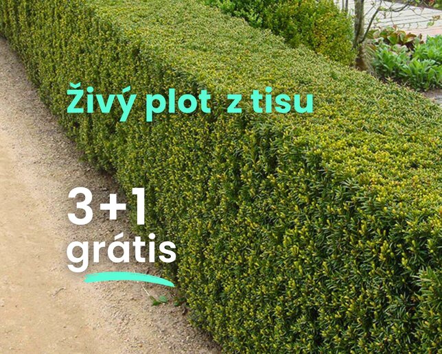 Živý plot z tisu 3+1 grátis - Zivy plot