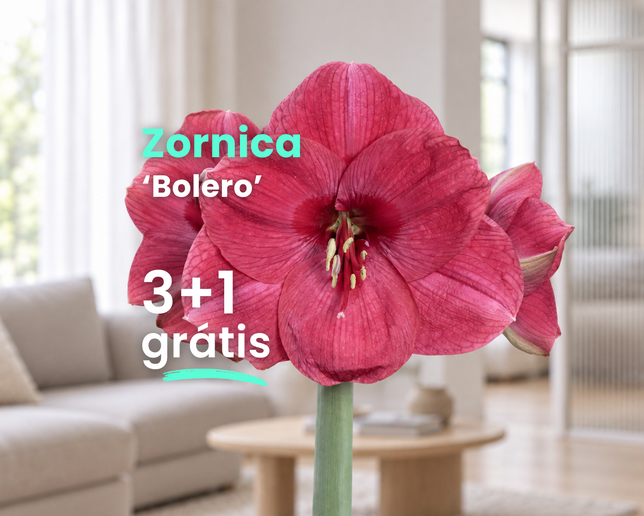 Zornica 'bolero' 3+1 grátis - Bolero