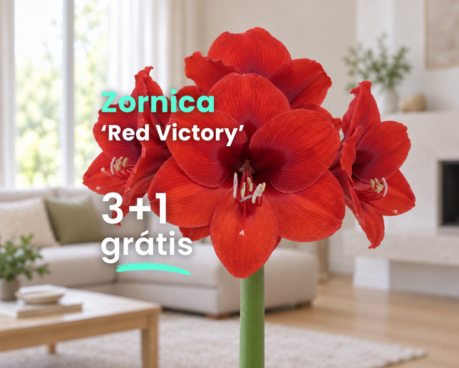 Zornica 'red victory' 3+1 grátis - Red Victory
