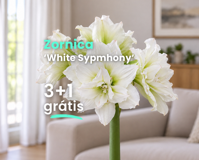 Zornica 'white symphony' 3+1 grátis - White symphony