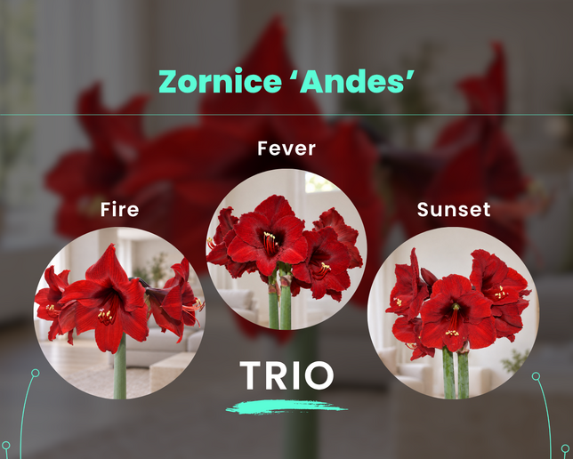 Zornice 'andes' trio - Andes Trio