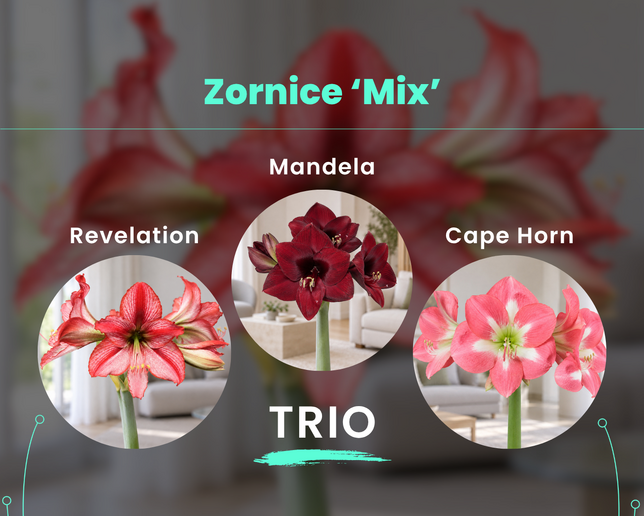 Zornice 'mix' trio - zornice mix