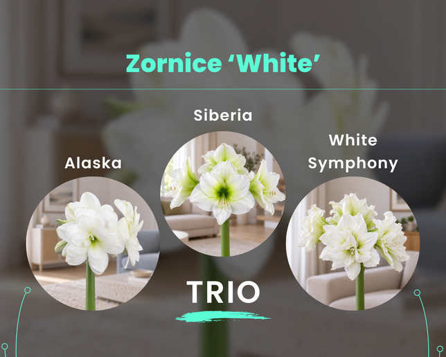 Zornice 'white' trio - zornice white