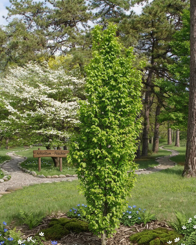 Carpinus 'fastigiata' - hrab k1l - Carpinus 'Fastigiata'