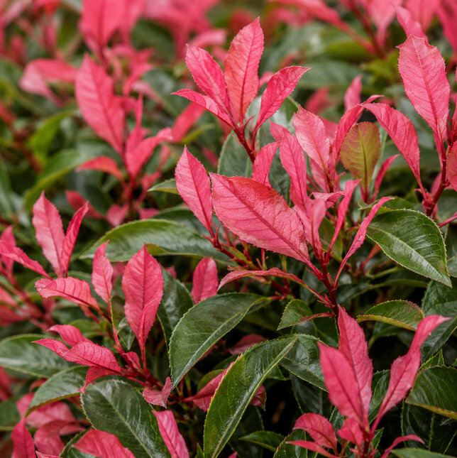 Photinia 'little fenna' - červienka - Photinia 'Little Fenna' list